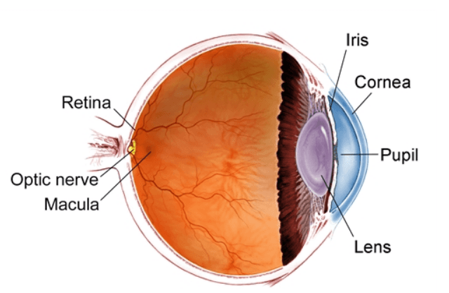 Medical Retina